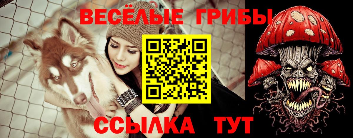 Галлюциногенные грибы Psilocybe Йошкар-Ола